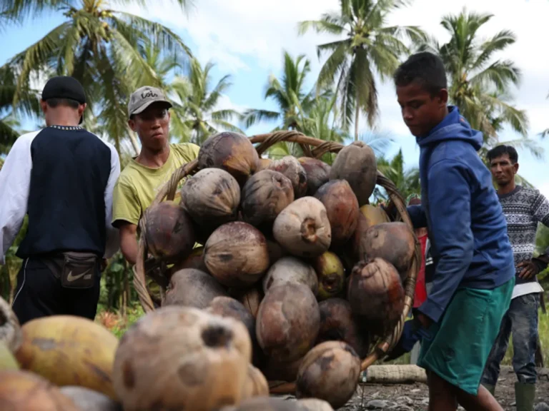 Manfaat Agribisnis Kelapa bagi Petani Lokal