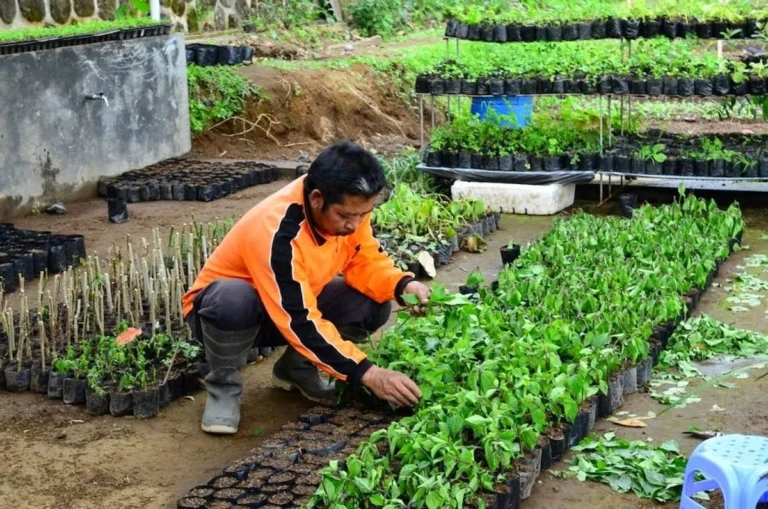 Manfaat Agribisnis Minat Agrofarmaka