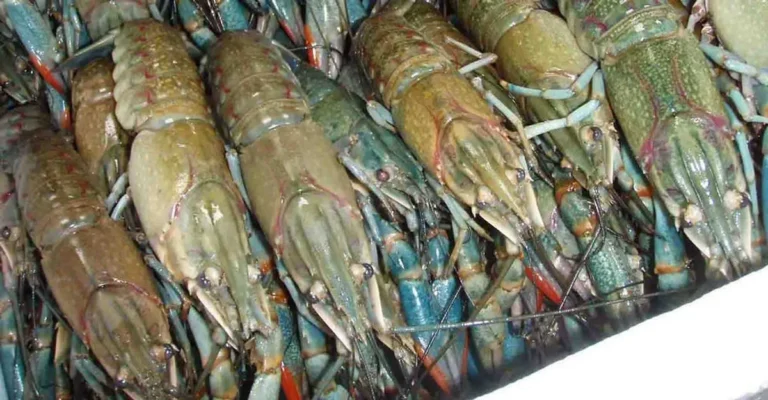 Manfaat Ekonomi Budidaya Lobster Air Tawar