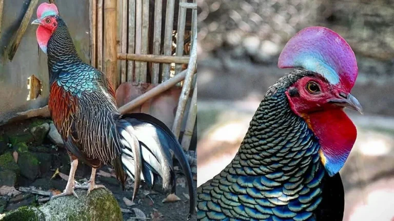Manfaat Pemeliharaan Ayam Hutan