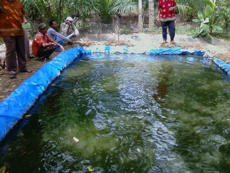 Marketing dan Penjualan Hasil Budidaya Ikan Nila dalam Kolam Terpal