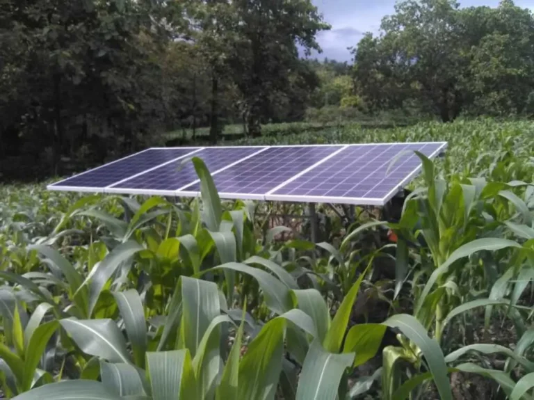 Masa Depan Agribisnis dan Pemanfaatan Energi Matahari