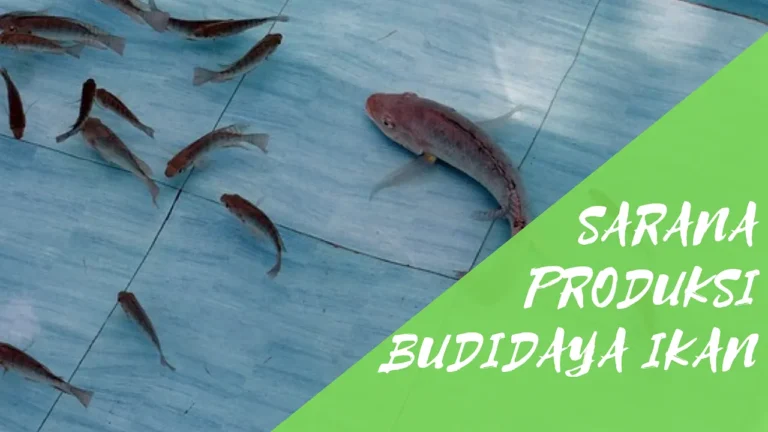 Masa Depan Agribisnis dan Pemuliaan Ikan Gurami