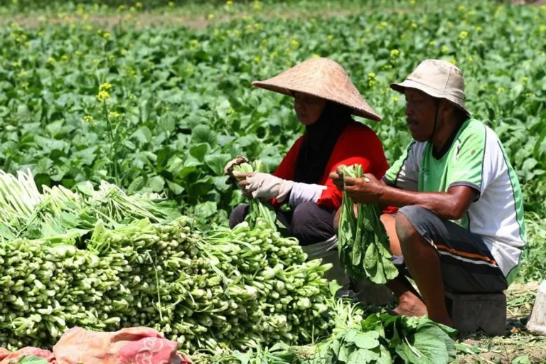 Masa Depan Agribisnis dan Produksi Sayuran
