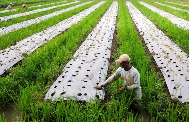 Masa Depan Manajemen Kualitas Air dalam Agribisnis