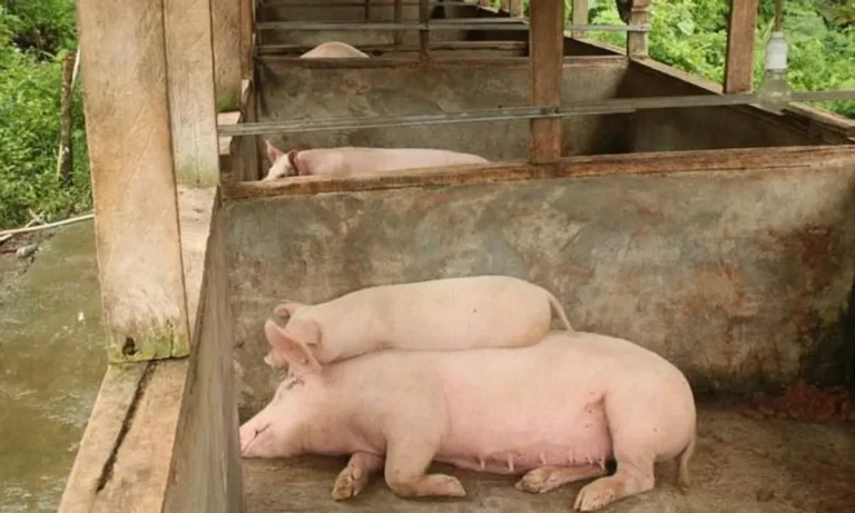 Memastikan Keberhasilan dalam Pemeliharaan Ternak Babi