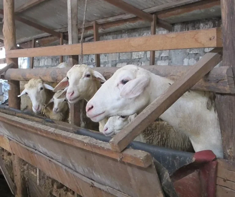 Membangun Fondasi Ternak Kambing Modern