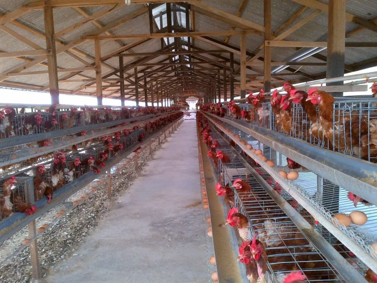 Membangun Usaha Ayam Petelur yang Sukses