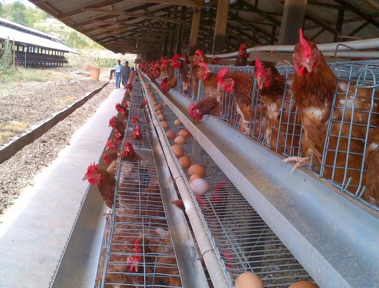 Memilih Ayam Kampung Petelur yang Berkualitas
