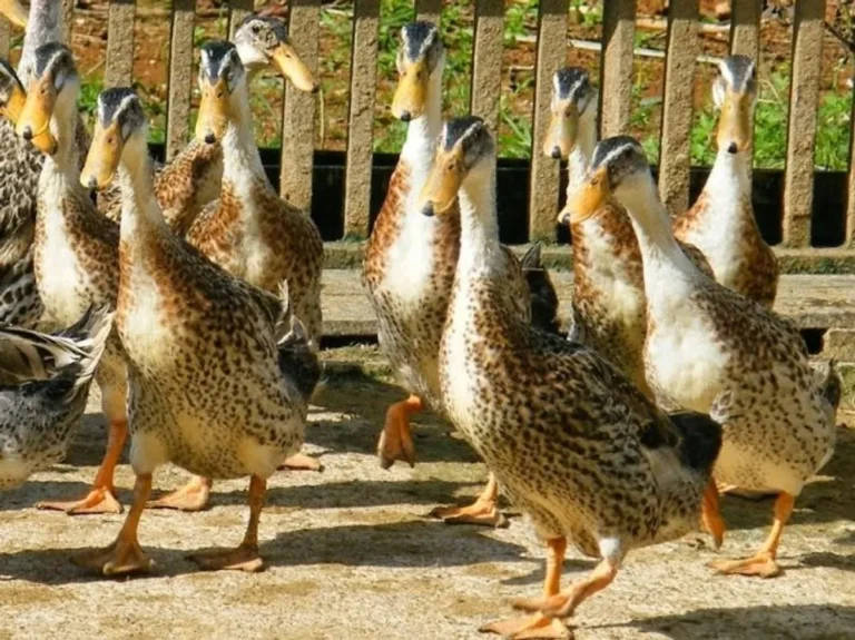 Memulai Beternak Bebek Petelur