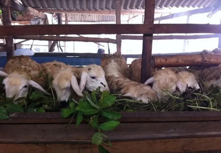 Memulai Beternak Kambing yang Baik