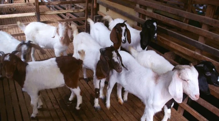 Memulai Pemeliharaan Ternak Kambing Saanen