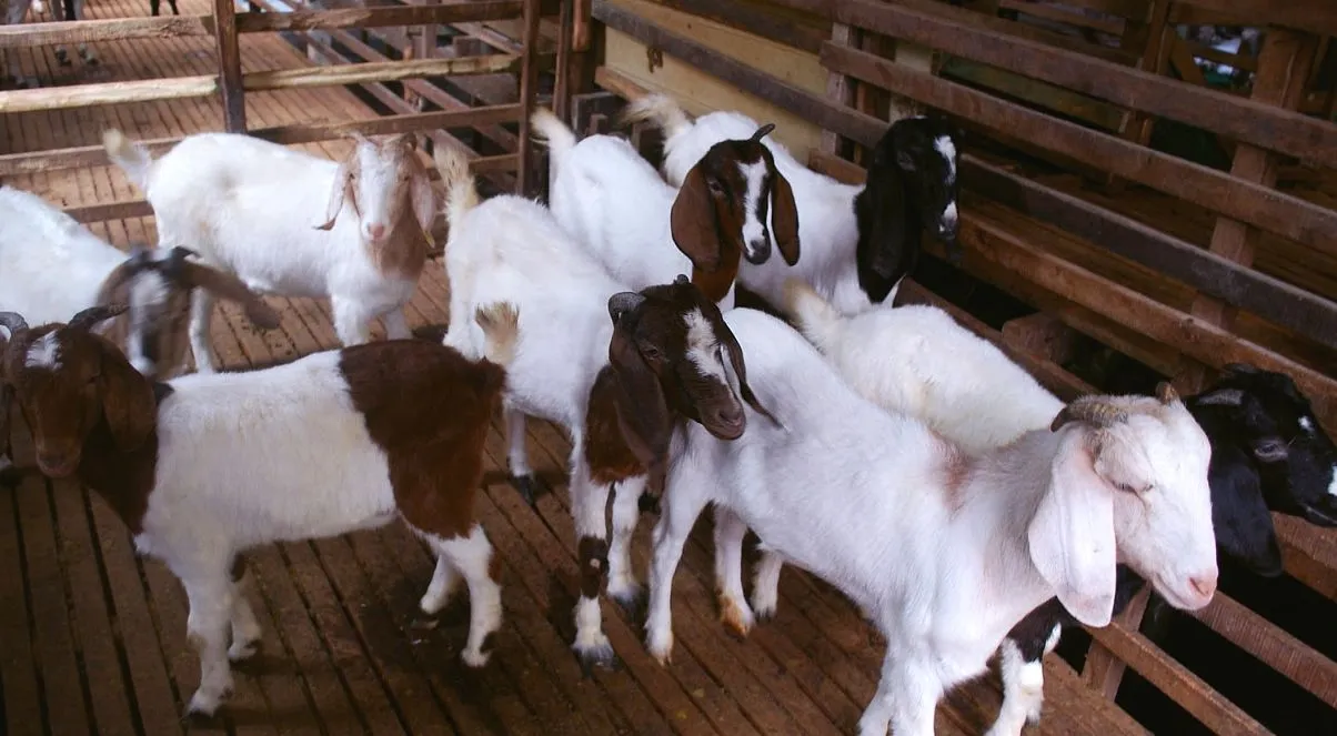 Memulai Pemeliharaan Ternak Kambing yang Baik