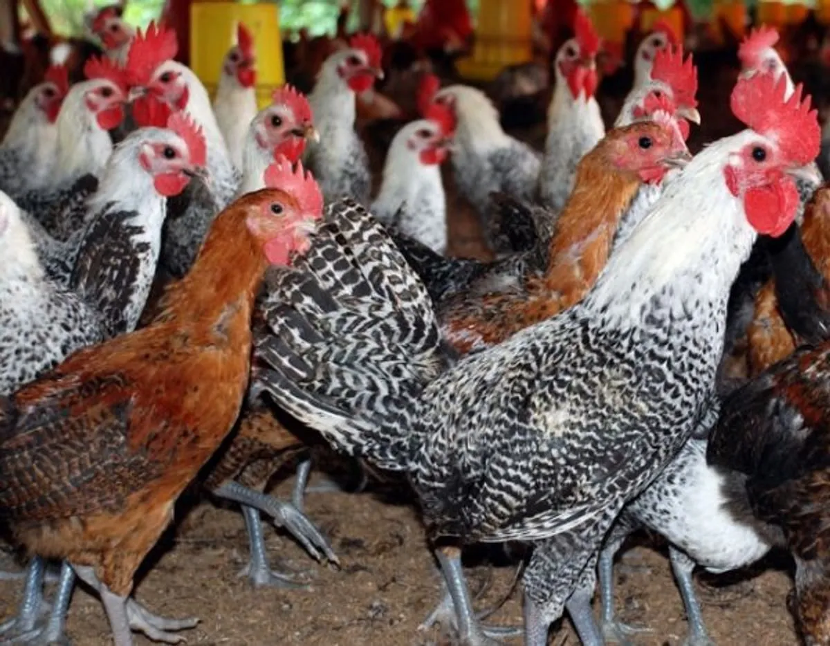 Memulai Peternakan Ayam Kampung