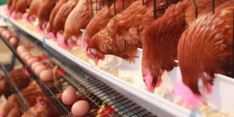 Memulai Peternakan Ayam Petelur Pemula