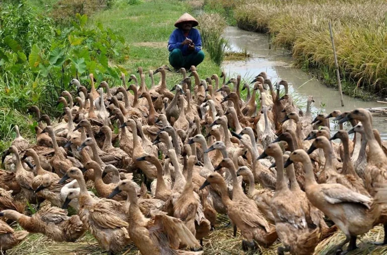 Memulai Peternakan Bebek