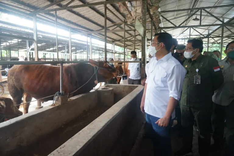 Memulai Peternakan Sapi Lokal