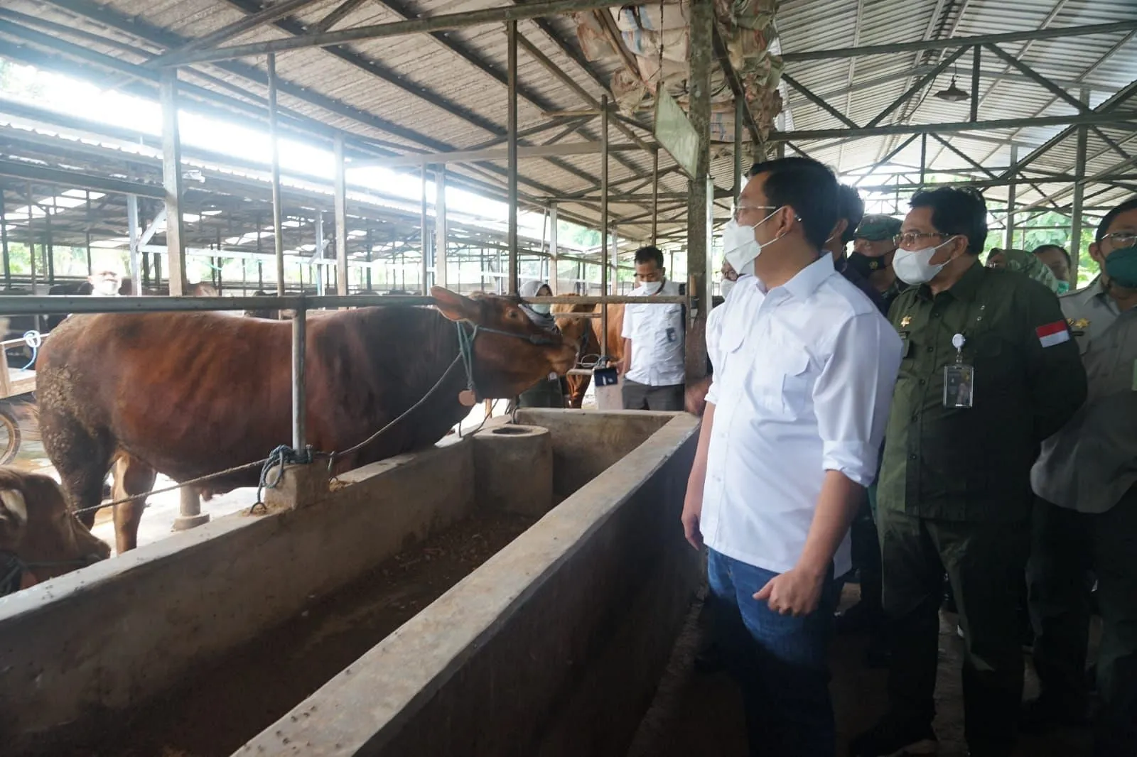 Memulai Peternakan Sapi Lokal