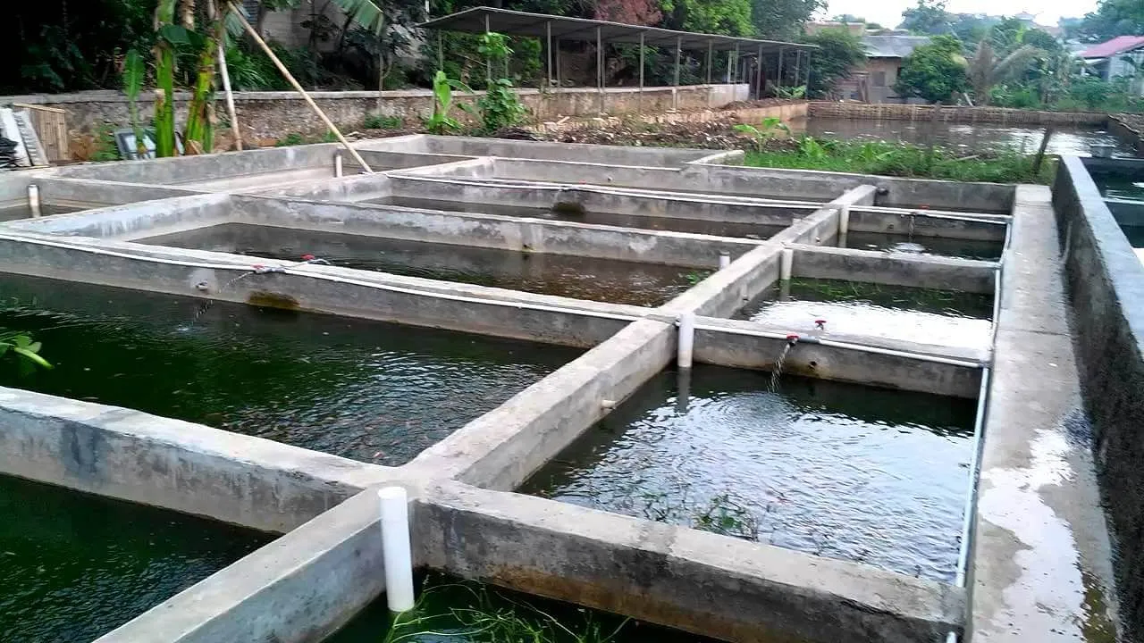 Memulai Petualangan Baru dalam Dunia Lele