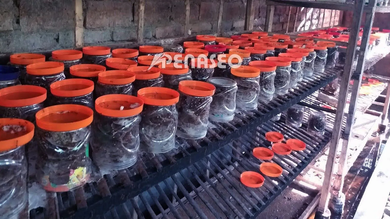 Memulai Petualangan dalam Cara Ternak Kroto
