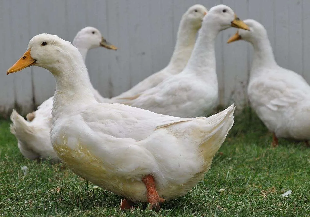 Memulai Ternak Bebek Pedaging