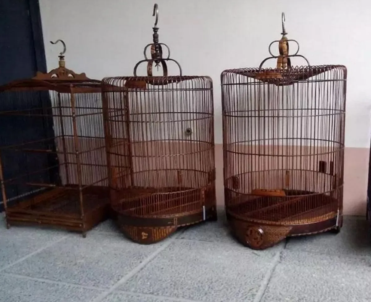Memulai Ternak Burung Murai