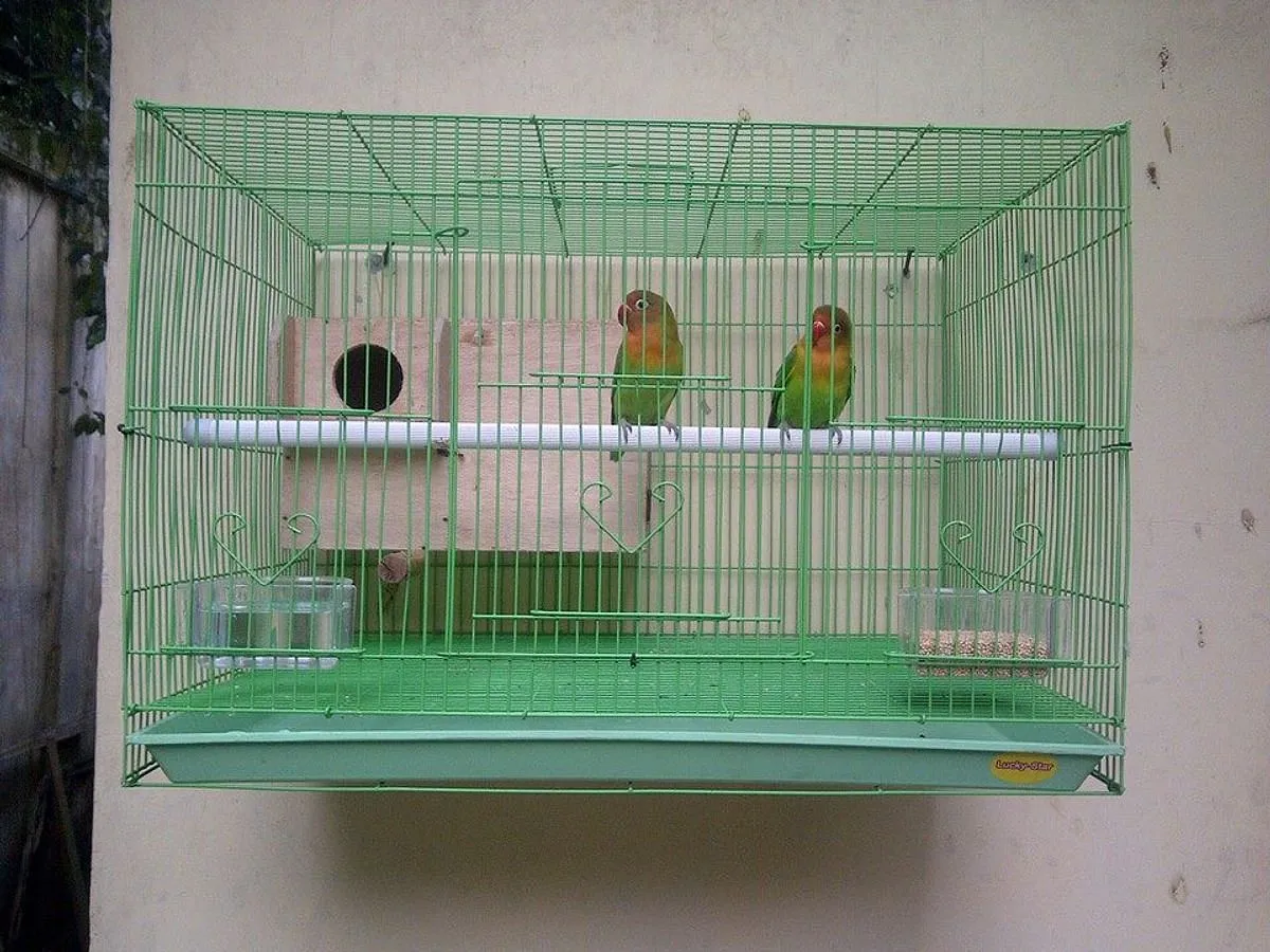Memulai Ternak Lovebird