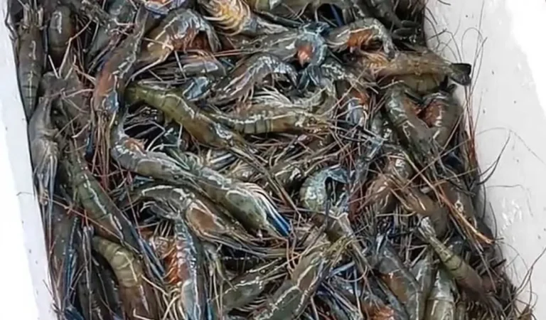 Memulai Ternak Udang Sawah