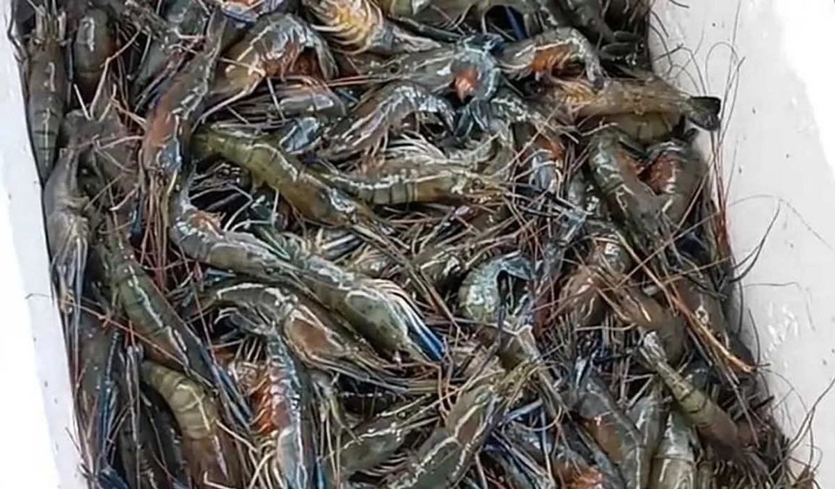 Memulai Ternak Udang Sawah