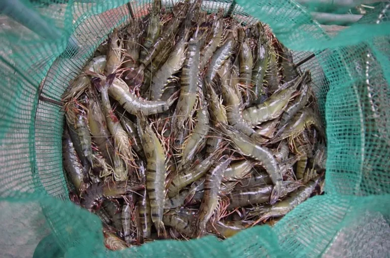 Memulai Ternak Udang: Tips dan Tips