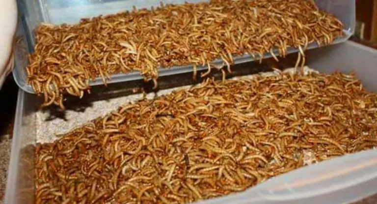 Memulai Ternak Ulat Hongkong