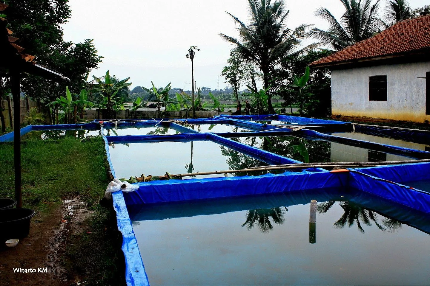 Memulai Usaha Budidaya Ikan Gurame