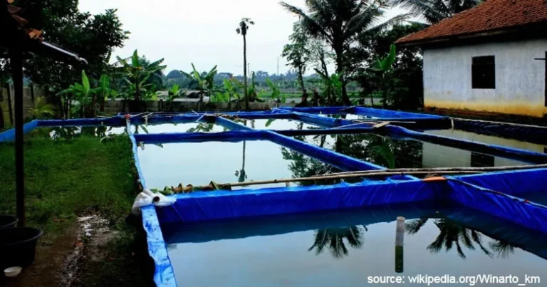 Memulai Usaha Budidaya Ikan Mas