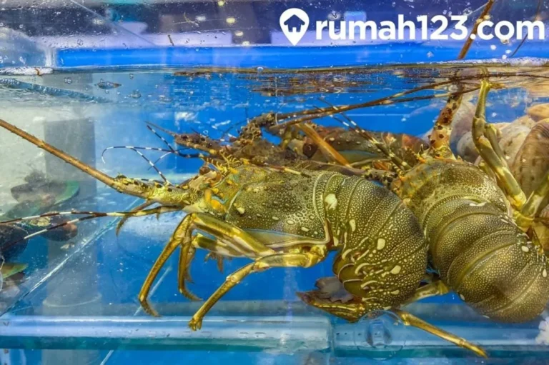 Memulai Usaha Budidaya Lobster Air Tawar