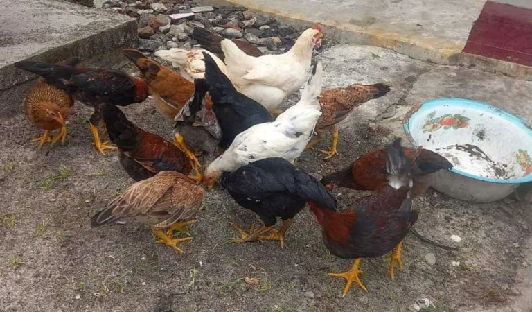 Memulai Usaha Ternak Ayam Kampung