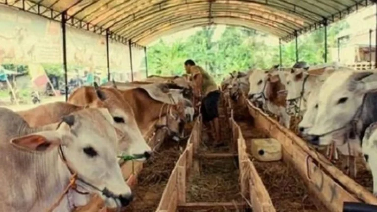 Memulai Usaha Ternak Sapi Potong
