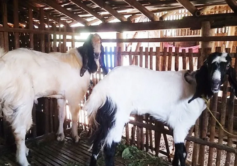Menangani Permasalahan Umum dalam Pemeliharaan Kambing Saanen