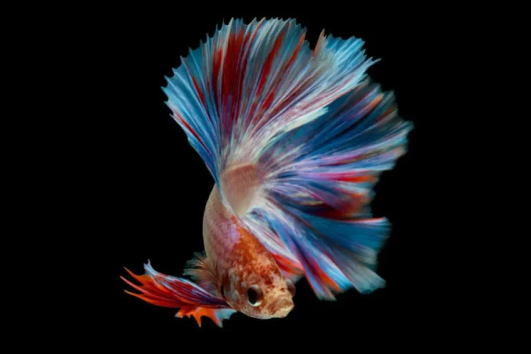 Mendaur Ulang dan Pemasaran Ikan Cupang