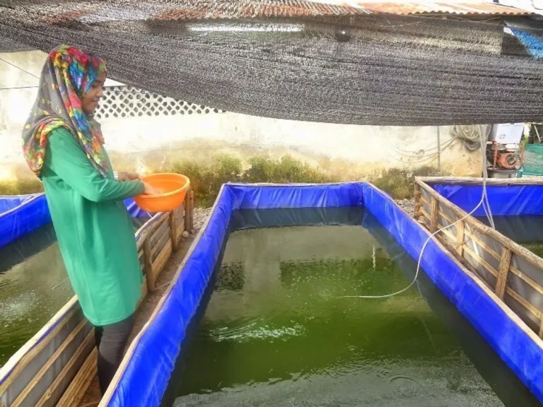 Mendukung Komunitas Lokal melalui Bisnis Ikan Lele