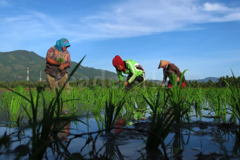 Mendukung Petani Lokal: Kunci Sukses Agribisnis dan Pangan Lokal