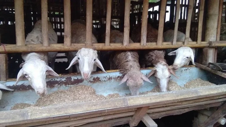 Menerapkan Teknologi Modern dalam Beternak Kambing