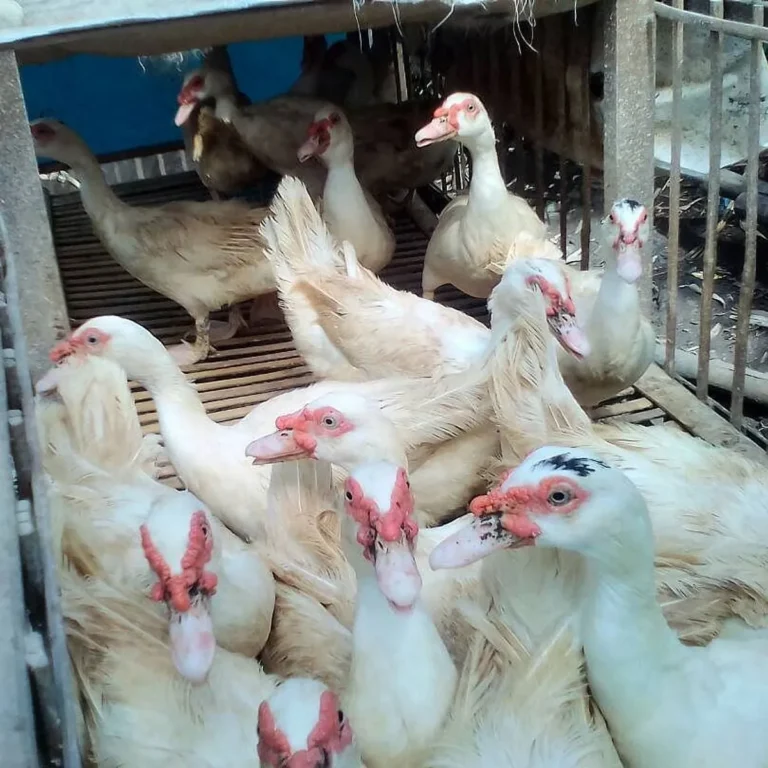 Mengapa Memilih Cara Ternak Entok yang Sukses