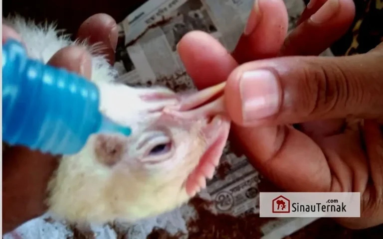 Mengatasi Masalah Umum dalam Ternak Ayam Bangkok