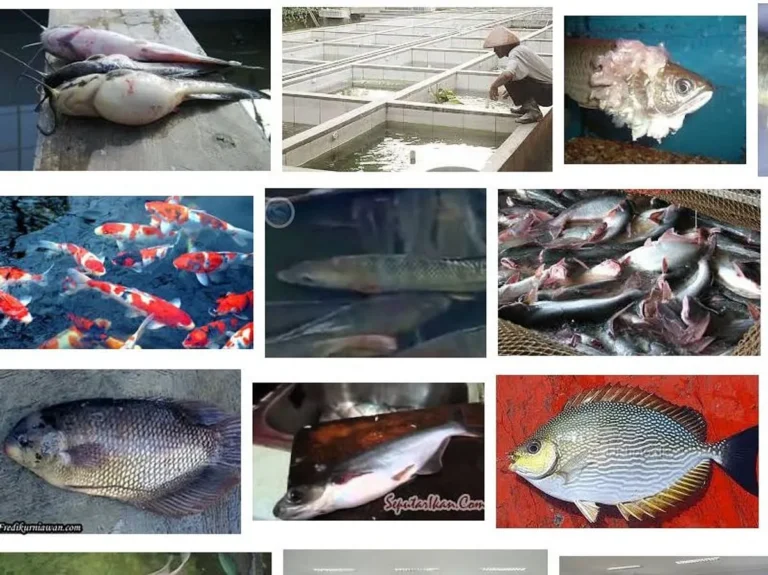 Mengatasi Penyakit dan Hama pada Ikan Gabus