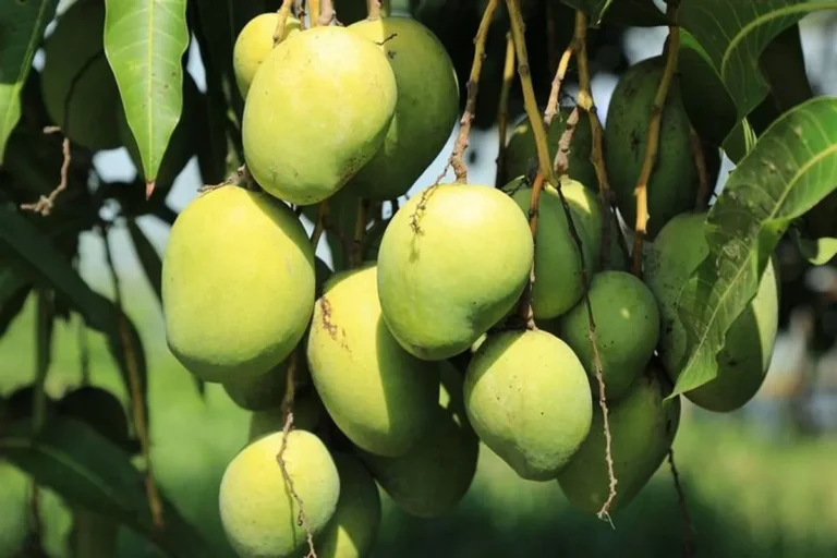 Mengatasi Tantangan dalam Bisnis Perkebunan Mangga