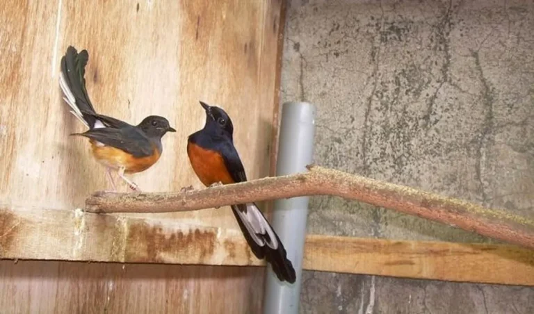 Mengatasi Tantangan dalam Ternak Burung Murai