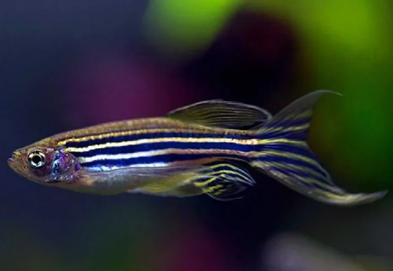 Mengatasi Tantangan dalam Ternak Ikan Zebra