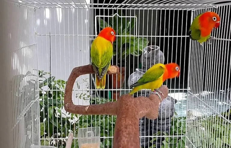 Mengatasi Tantangan dalam Ternak Lovebird