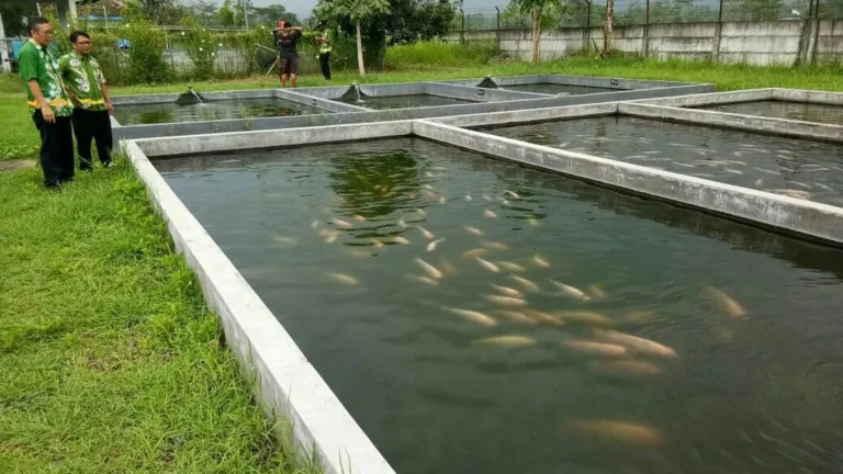 Mengatasi Tantangan dalam Ternak Nila di Kolam Tanah