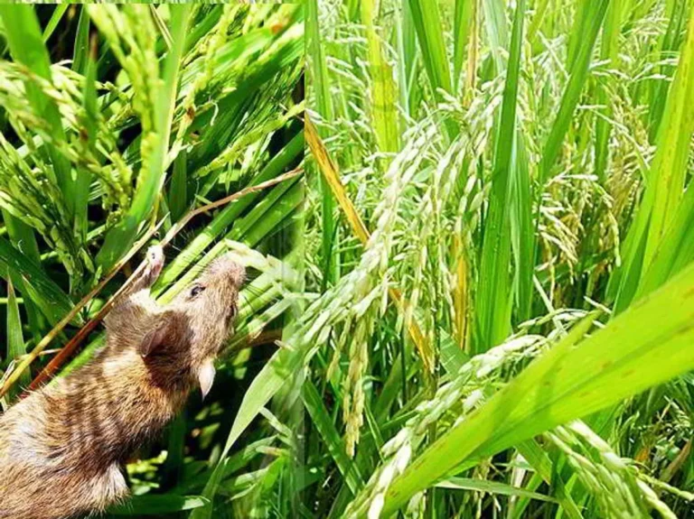 Mengatasi Tantangan dalam Ternak Udang